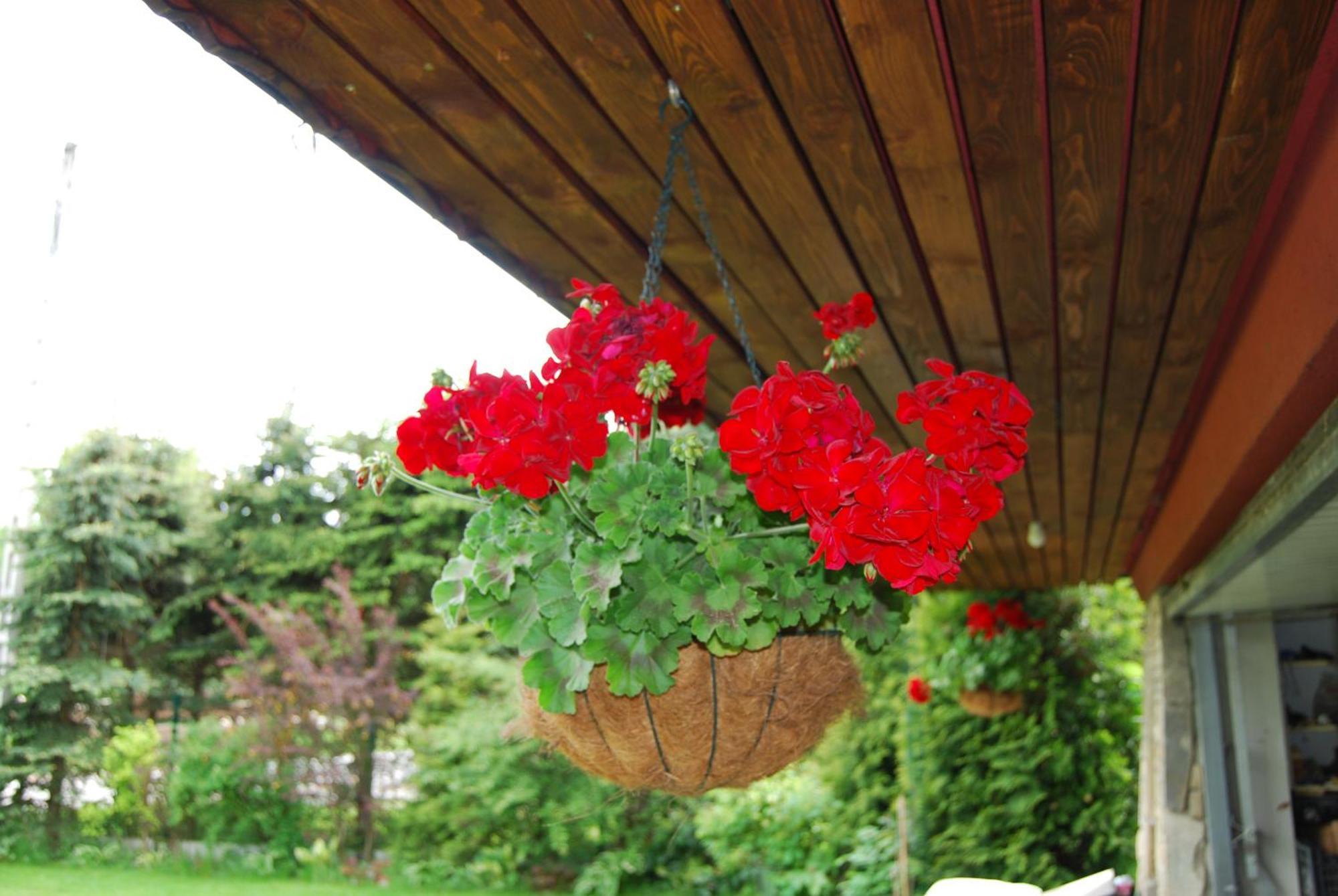 Willa Pod Bandera Zakopane Ngoại thất bức ảnh